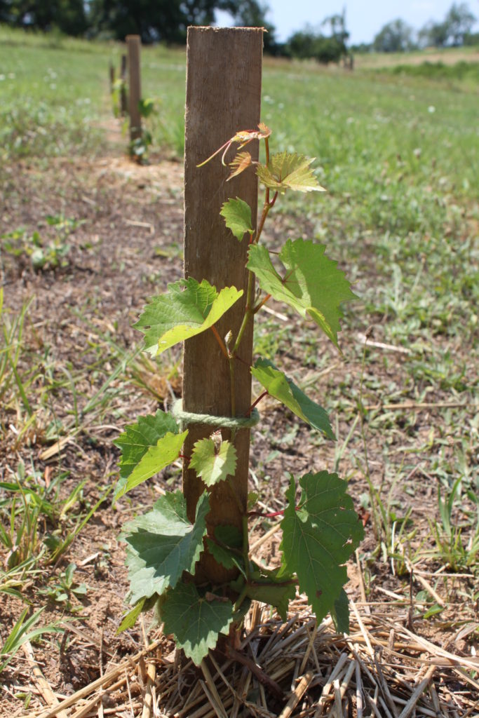 We used simple stakes to train the grapes during the 1st year of growth.