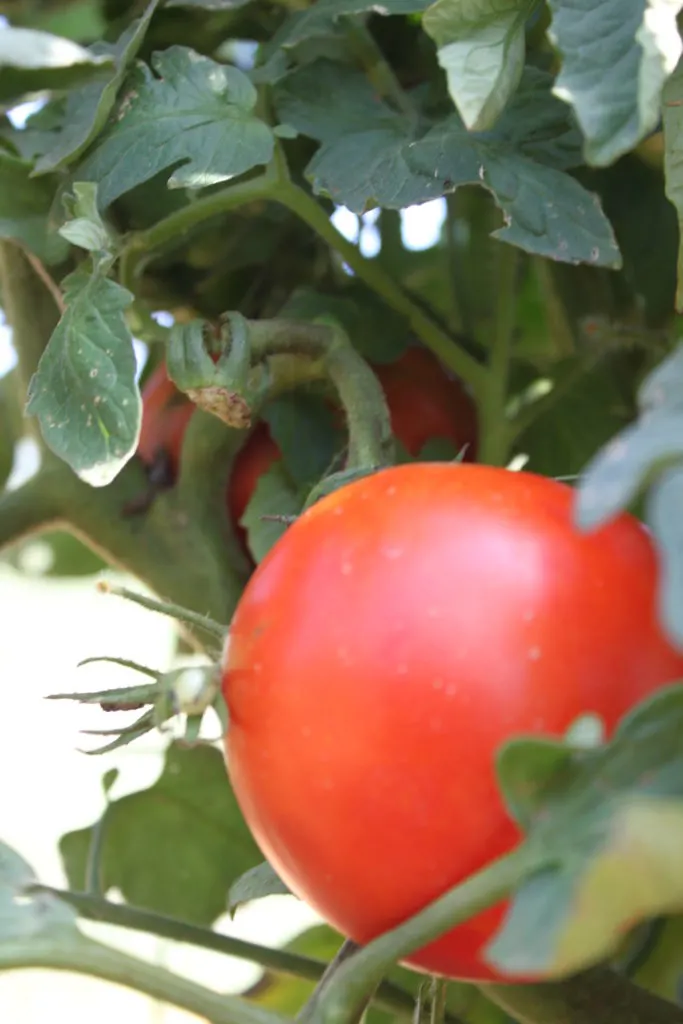  weed and bug control