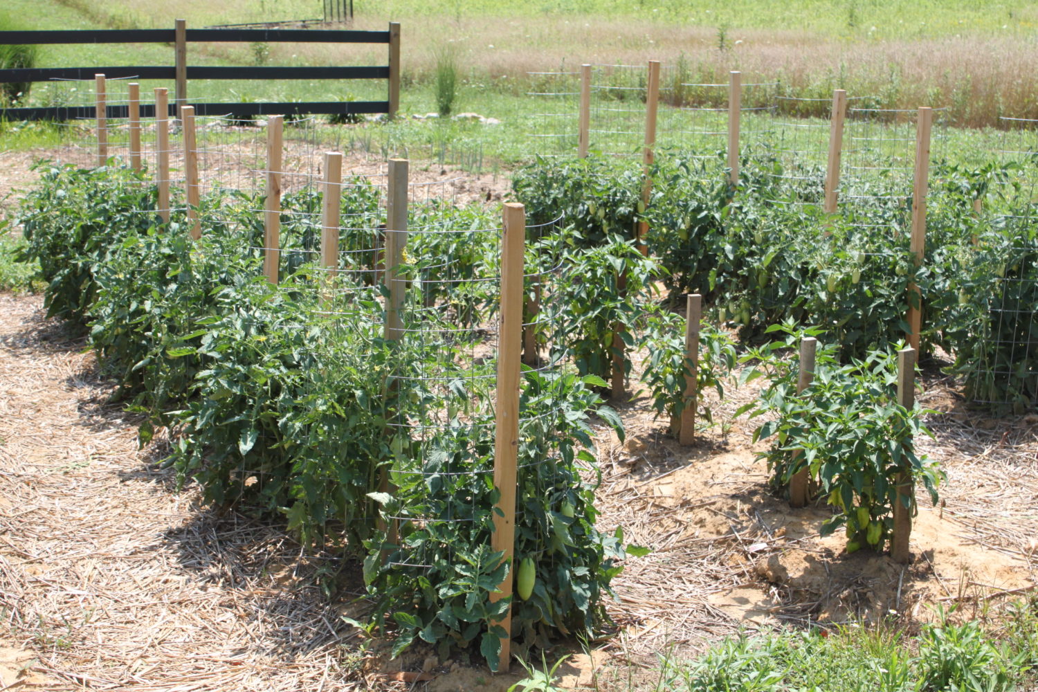 Stake A Cage The Ultimate Diy Tomato Support