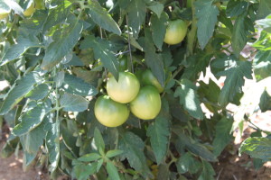 growing healthy tomatoes