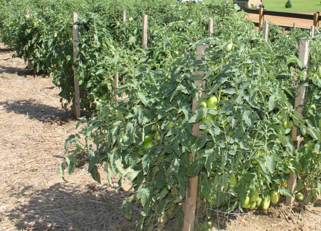 healthy tomato plants