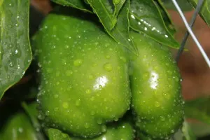 A green bell pepper glistens after a rain in the garden. The right amount of water is critical to a plants success.
