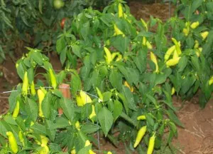 Peppers need support just like tomatoes do. Our banana peppers growing strong with the support of a cage