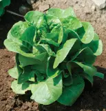Bibb lettuce is a great choice for the home gardener - it is full of flavor!