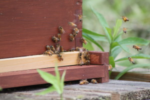 The dwindling bee population is a concern for gardeners.