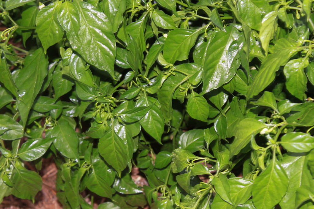 This pepper plant has tons of deep green foliage, but no blooms or peppers - a classic case of too much fertilizer