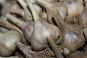 Garlic is a great natural toxin to insects.