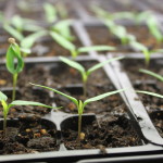 Starting Vegetable seeds