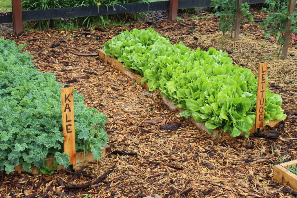 Fresh salads are one of the delicious benefits of growing your own food.