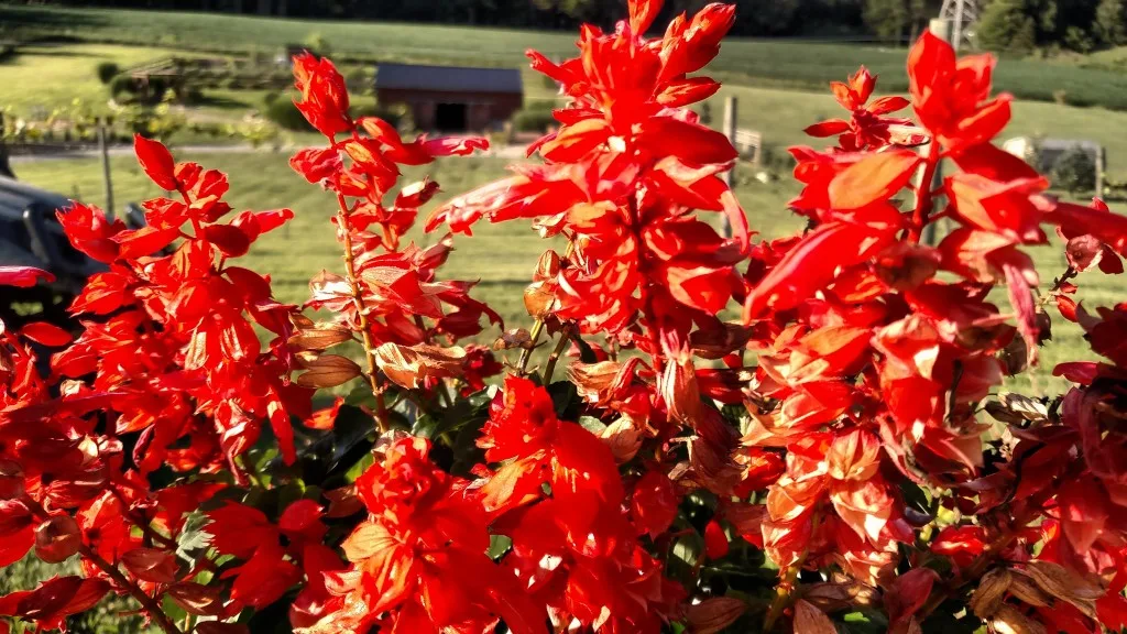 The potted Salvia adds some bright red color to the patio in our little vineyard.