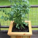 any age anywhere gardening