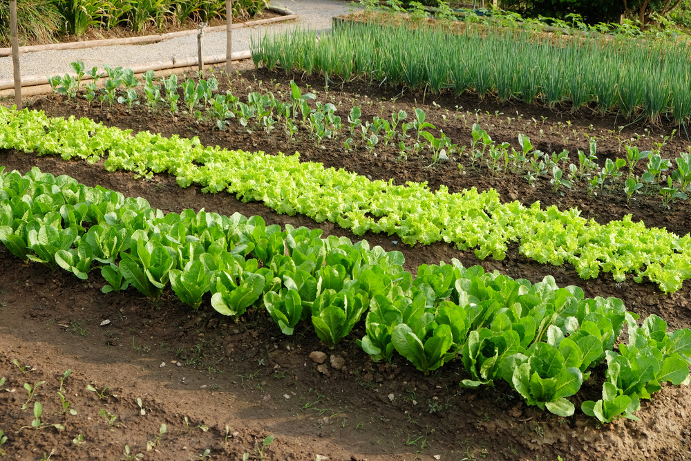 Good organic practices help deter garden pests naturally (photo : Blueguy / Shutterstock)