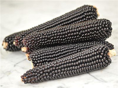 Dakota Black Popcorn - We cannot wait to harvest ours! Photo from Baker Creek Seeds