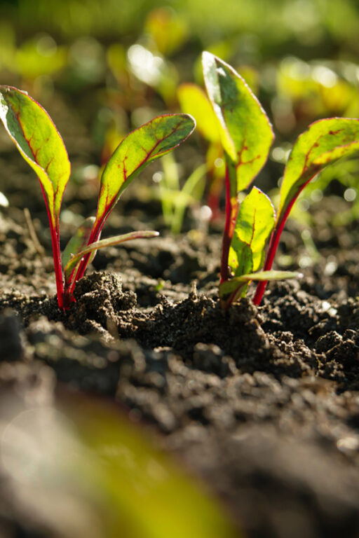 How To Thin Seedlings In Your Garden The Secret To A Bigger Harvest