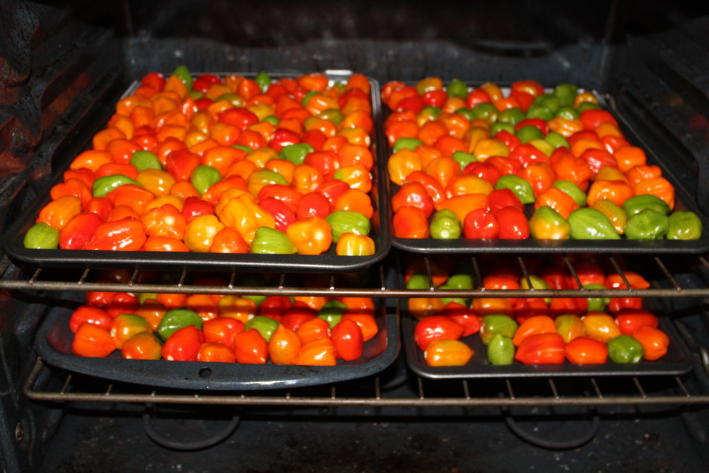 preserve peppers without canning 
