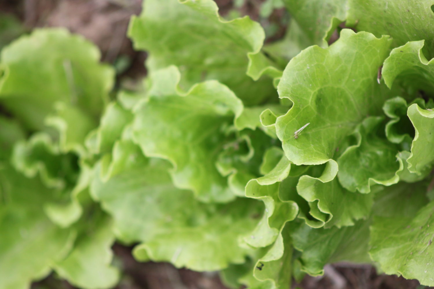 Growing Lettuce Experience Real Flavor With A Simple Salad Garden