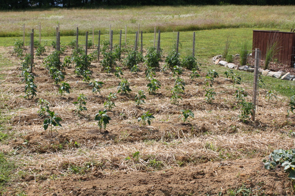How To Grow Healthy Tomato Plants This Year Old World Garden Farms