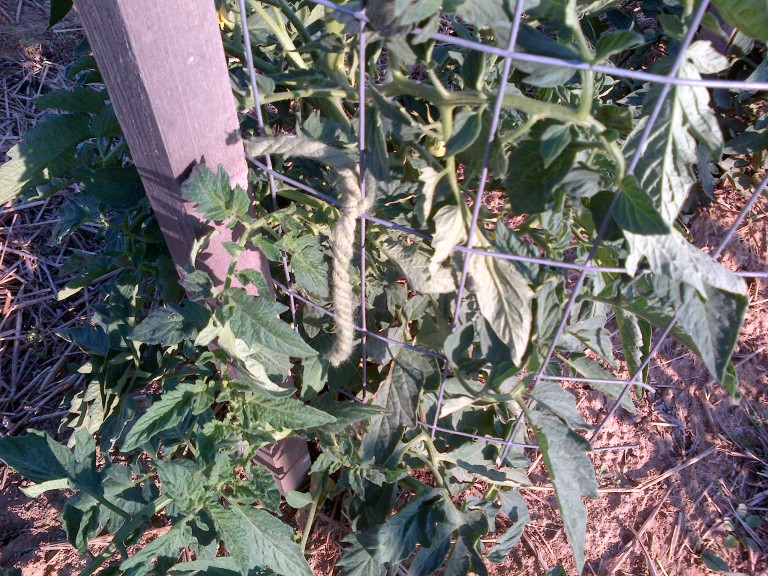 A Great Way to Stake Your Tomatoes and Peppers