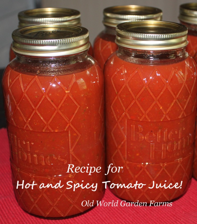 spicy tomato juice