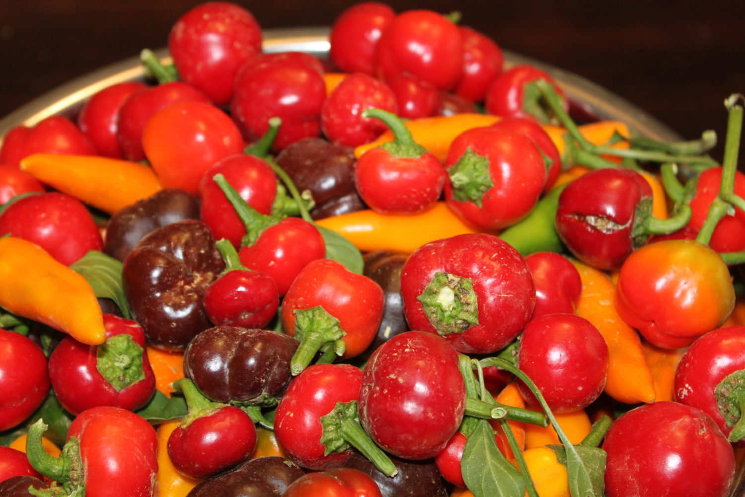 The Mini Bell Peppers have proven to be a great addition to the garden. Beautiful colors and super sweet to eat. The orange peppers in the picture are our Tequila Sunrise - they pack the heat!