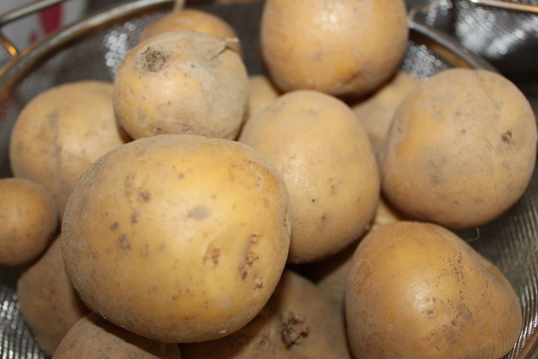 potato crate experiment
