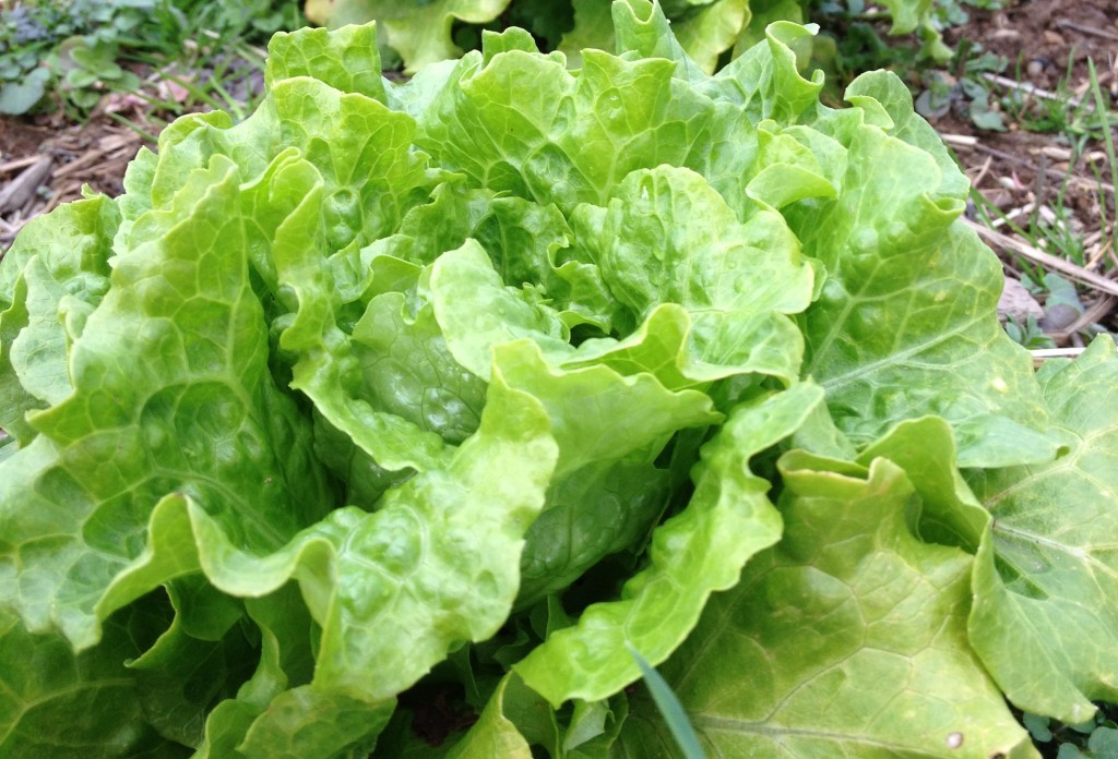 Growing Lettuce Experience Real Flavor With A Simple Salad Garden