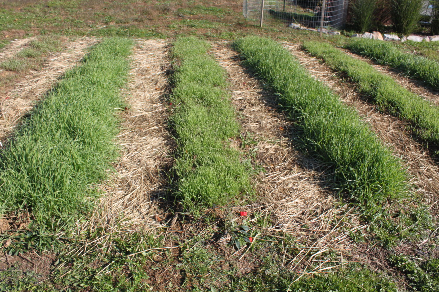 4 - Planting Cover Crops - Old World Garden Farms