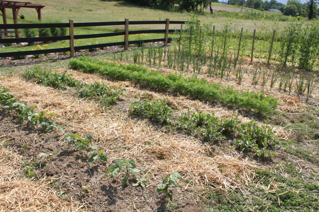 How To Grow Potatoes In Your Garden Old World Garden Farms