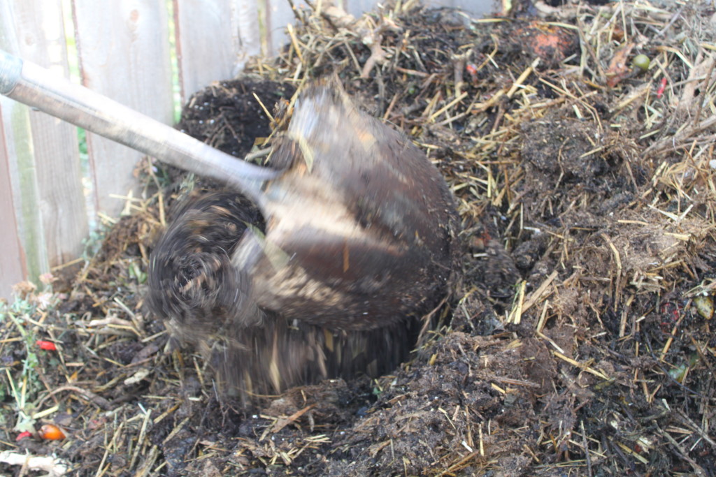 The straw and chicken manure from the coop are key ingredients to our compost pile