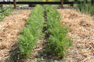 Once they are established, mulching is the better option than tillingor between rows. Here carrots benefit from straw mulch - keeping in moisture and keeping back weeds