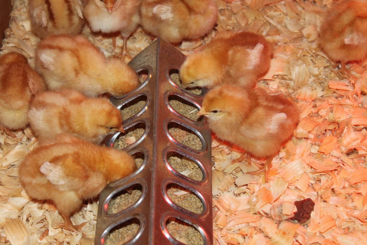 Baby chicks chowing down