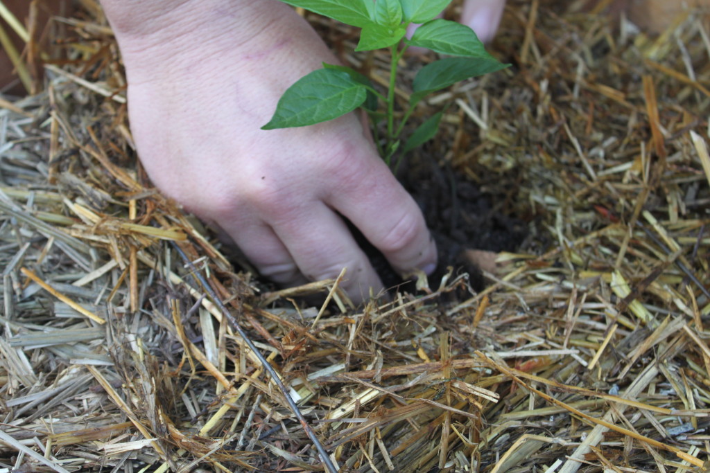 Add compost to all of your planting holes.