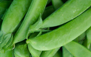 Sugar snap peas are among are favorite of the early season crops!