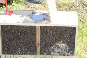 The bees are shipped in a wooden crate like box with a can of syrup to keep them fed. The little tab you see on can is what is holding the queen's cage suspended in the box