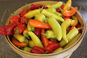 Picking early and often can keep peppers can keep plants like peppers producing