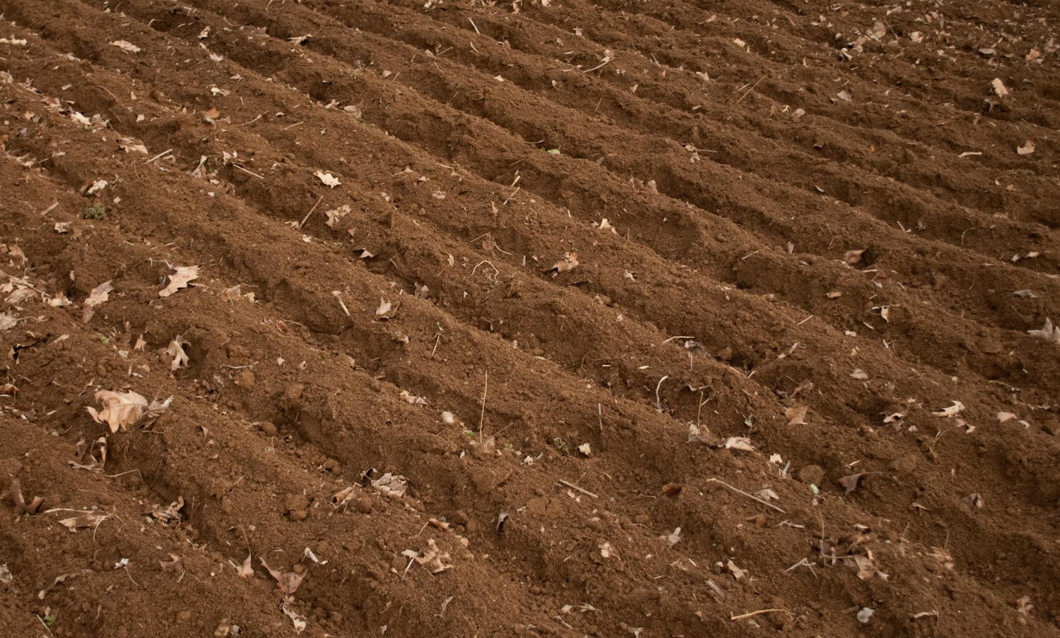 How to Garden Successfully Without a Rototiller! Old World Garden Farms