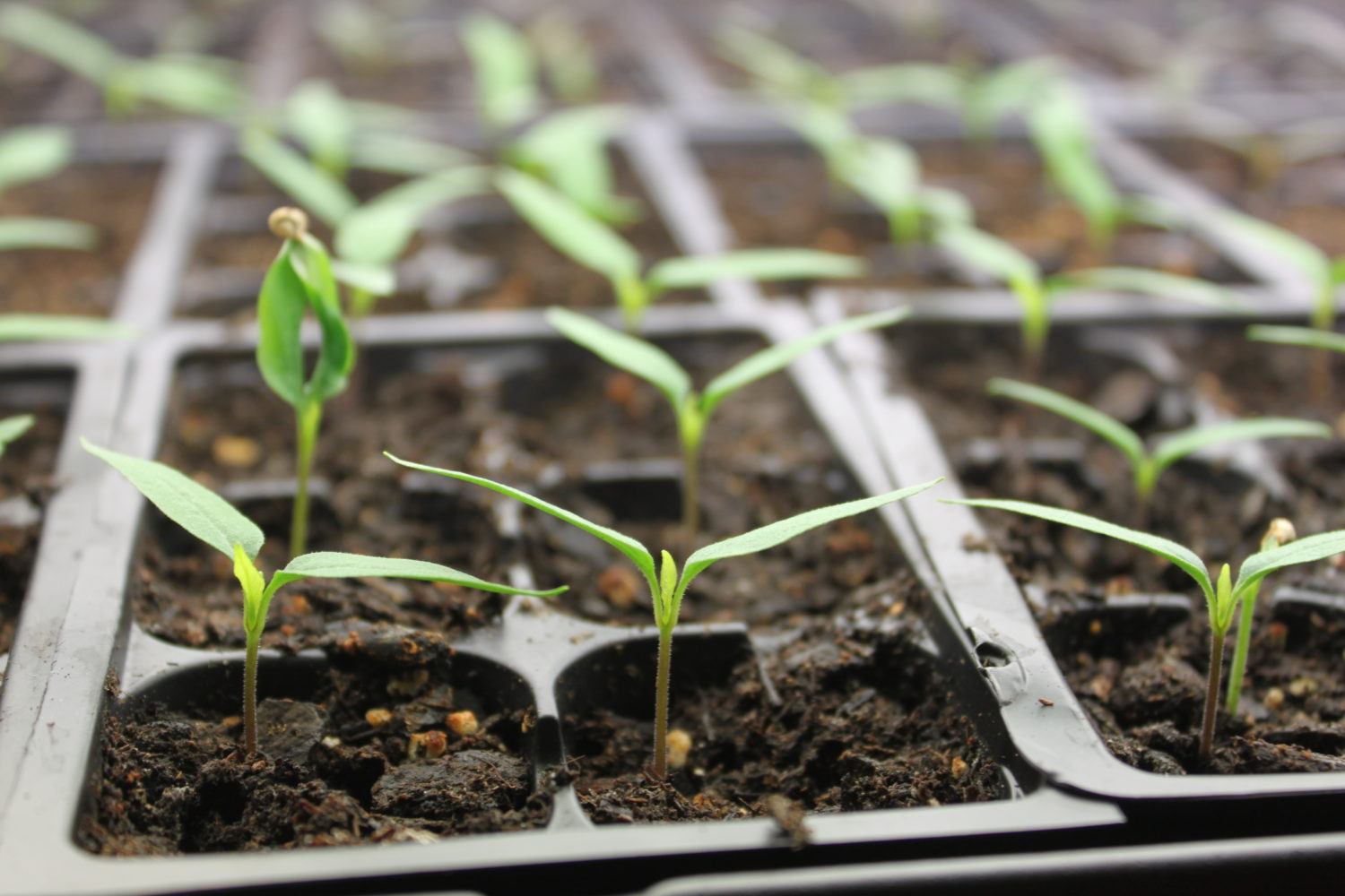 The Keys To Starting Vegetable Seeds Indoors - Spring is Near!
