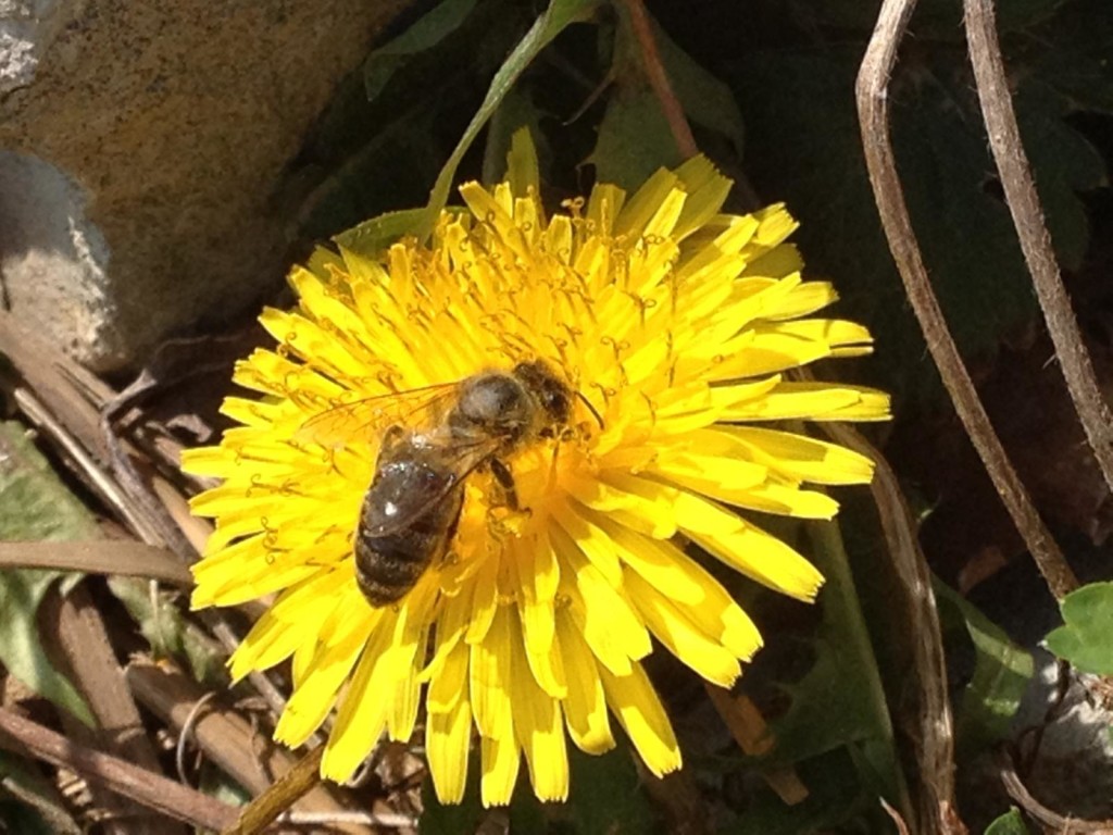 honeybee hives