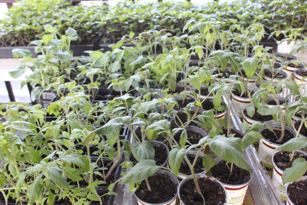 Preparing Indoor Seedlings For Life Outdoors - Old World Garden Farms