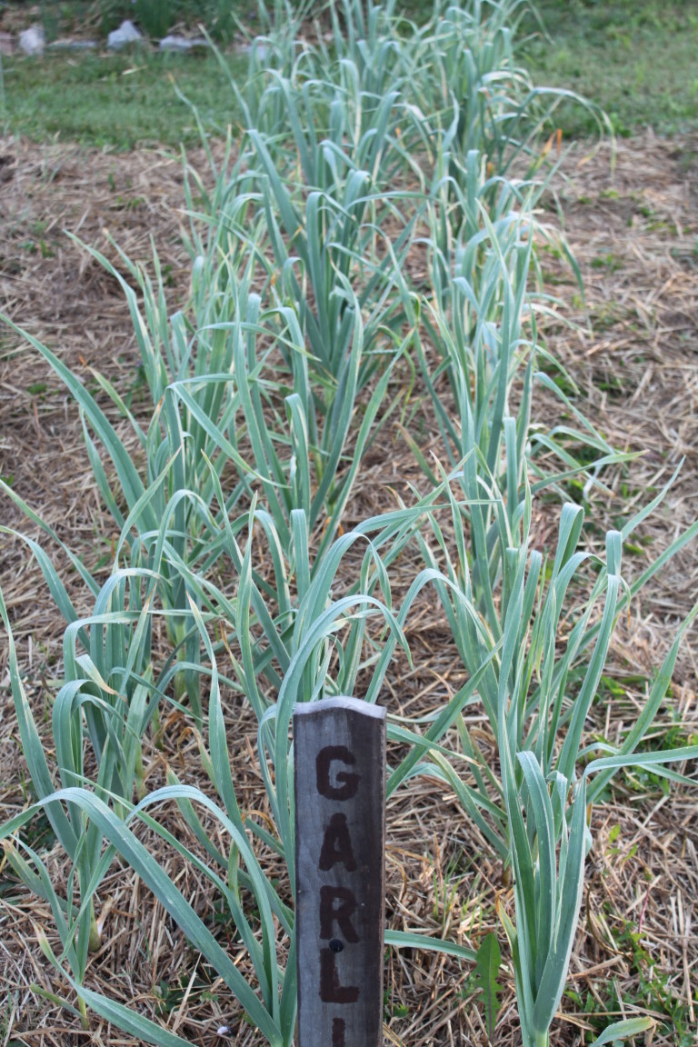 Garlic growing in the early spring
