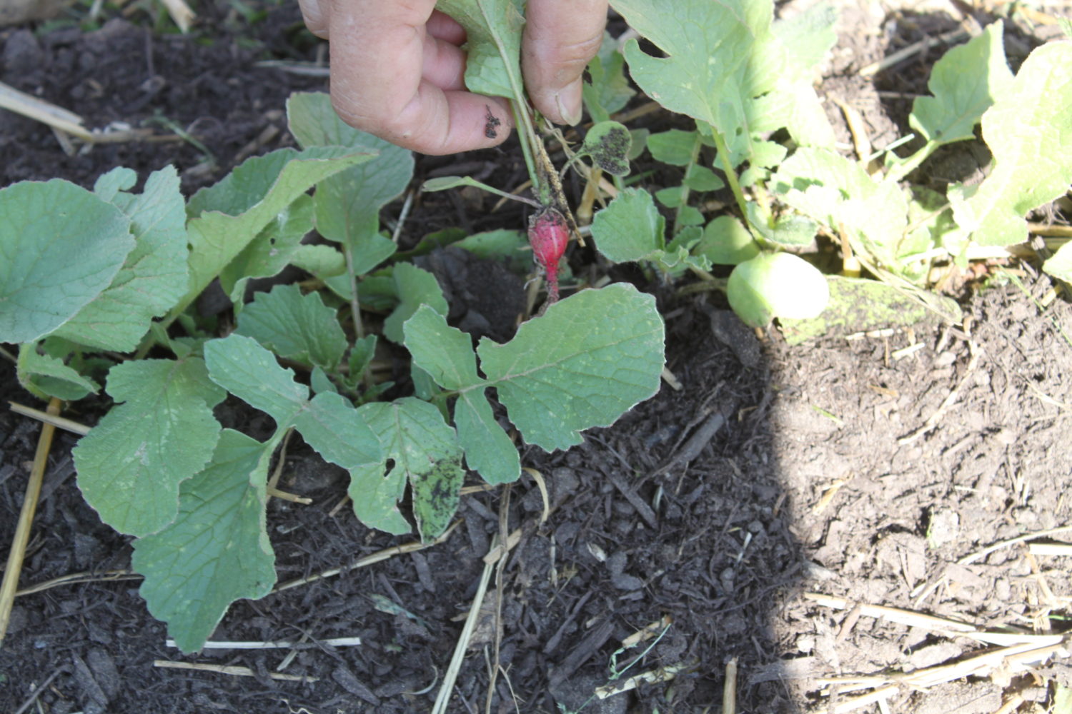 Thinning, Trimming And Pruning In The Garden A Must For A Better