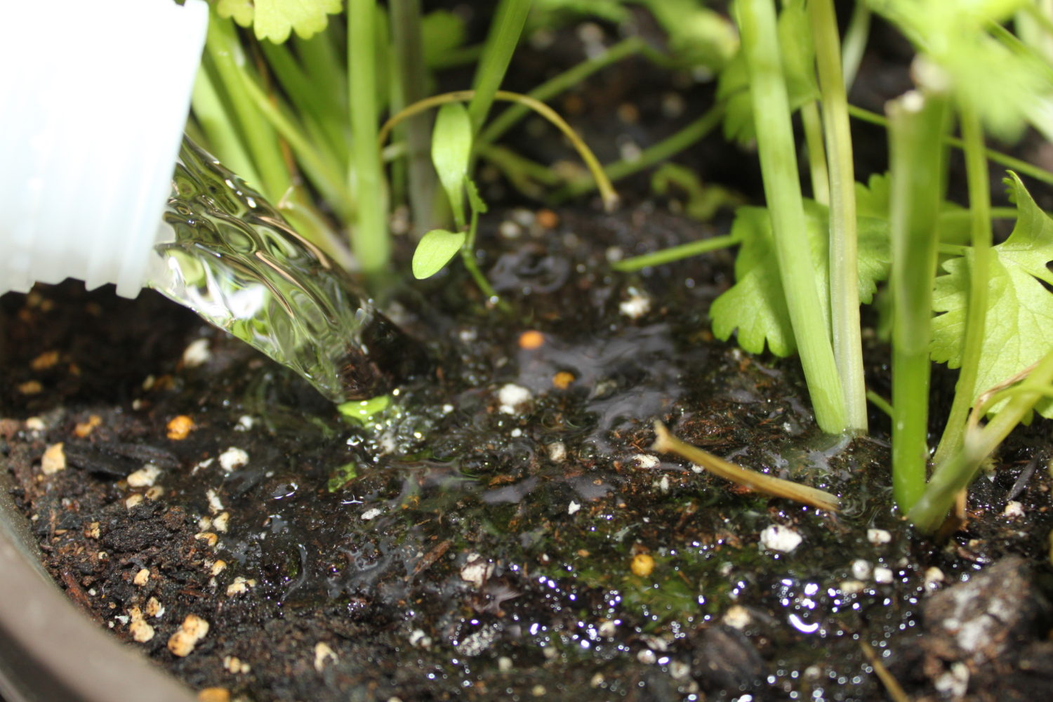 Planting vegetables. Planting Vegetable.