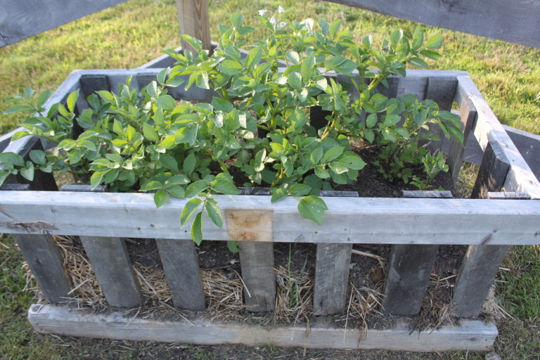 Growing Potatoes With Homemade Potato Crates Vertically! Old World