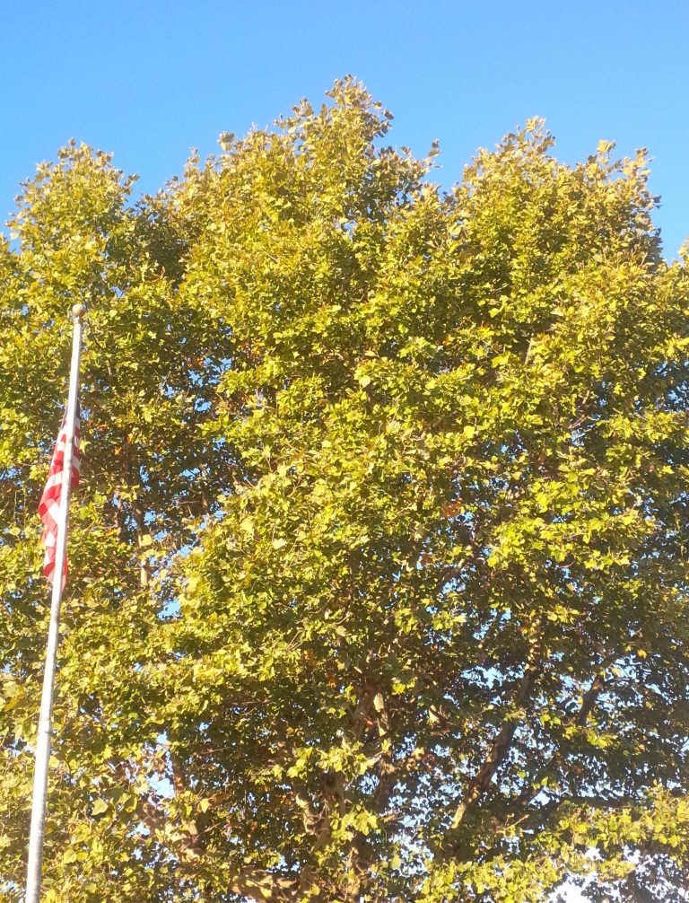 Why and How To Plant Trees This Fall!