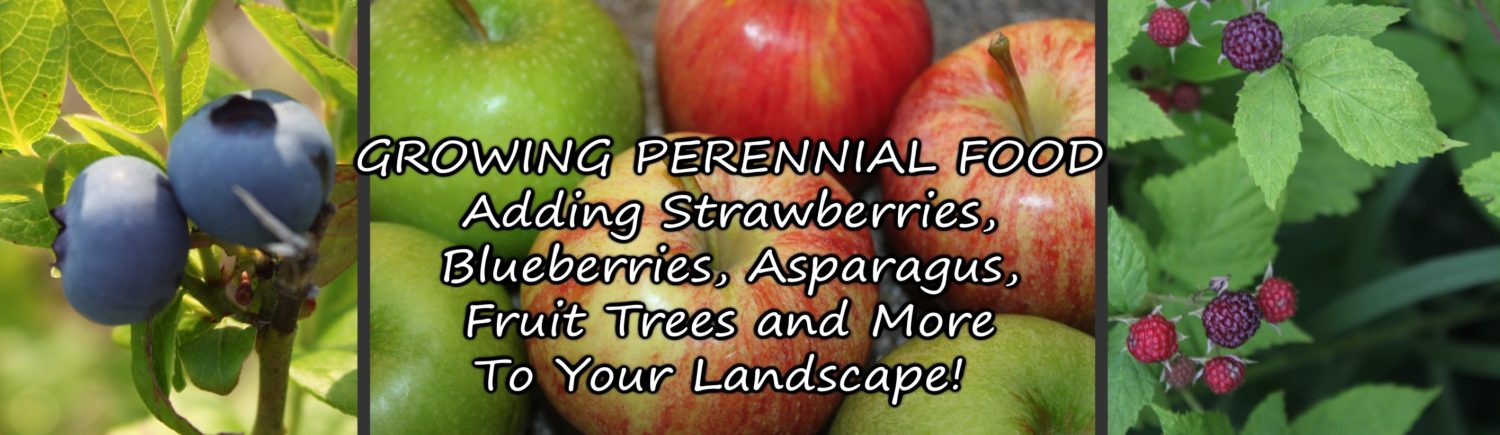 perennial food sources
