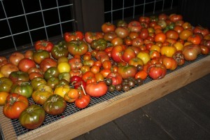 Some of our tomatoes that aren't quite ripe yet. 