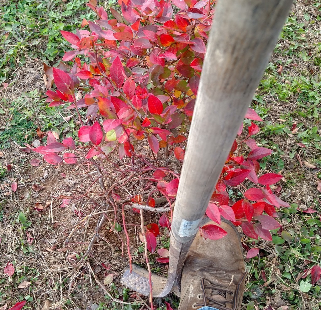 How To Transplant Bushes, Shrubs and Trees In Late Fall