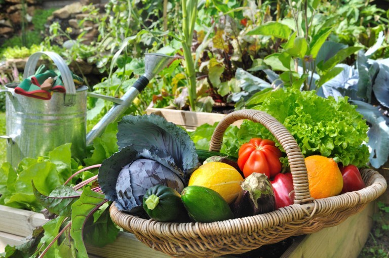 garden experiments