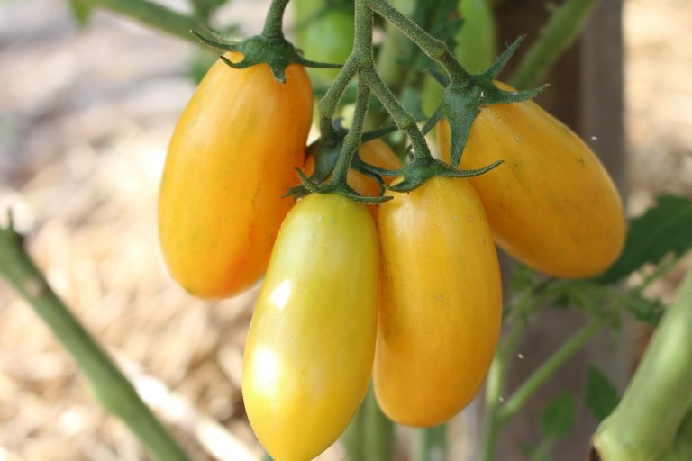 garden trials