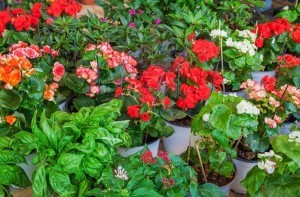 Container Gardening Secrets - 6 Tips For Gorgeous Pots, Containers ...